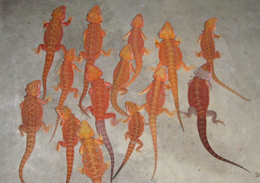 My future breeders