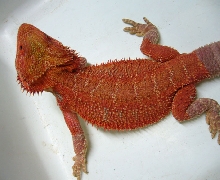Super Red