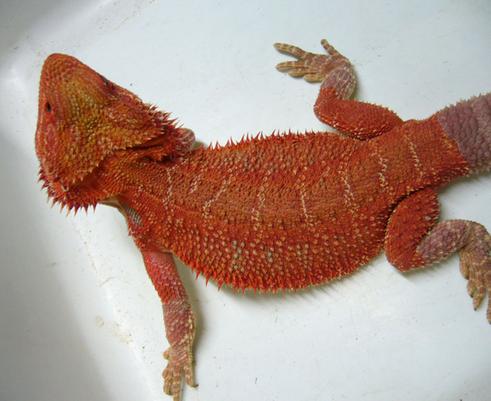 Super Red