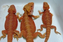 Red Hypopastel