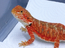 super red male