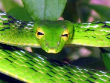 Ahaetulla sp.