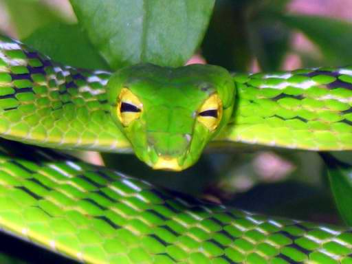 Ahaetulla sp.