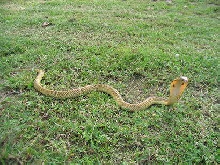 Naja sumatrana