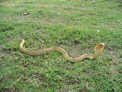 Naja sumatrana