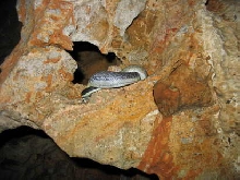 Elaphe taeniura ridleyi in a cave