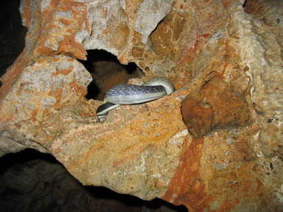 Elaphe taeniura ridleyi in a cave