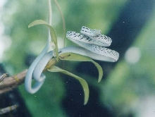 Ahaetulla prasina