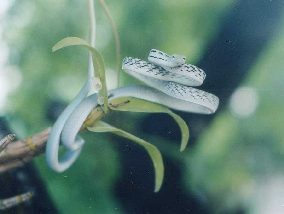 Ahaetulla prasina