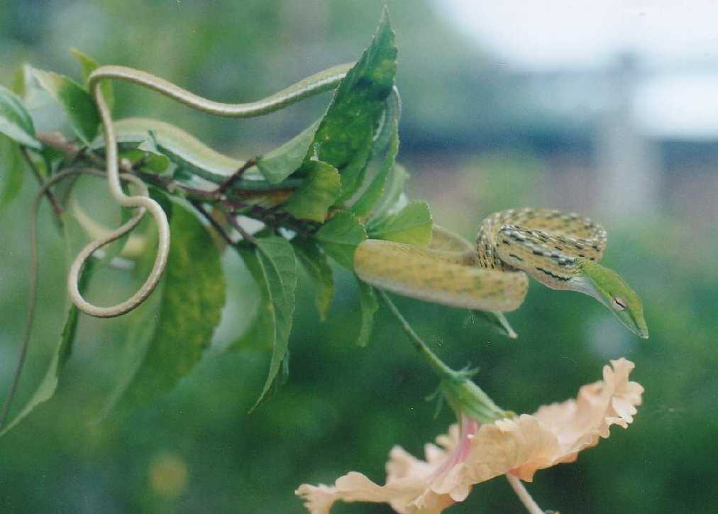 Ahaetulla prasina