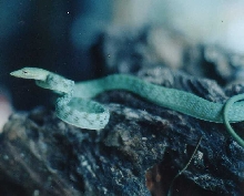 My friend's Ahaetulla mycterizans