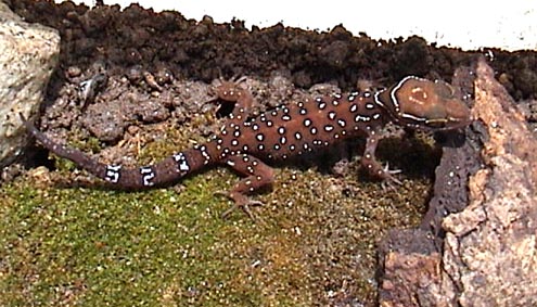 C.oldhami