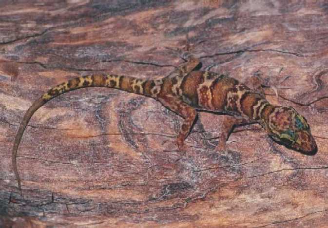 What's gecko?