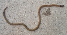 Asian coral snake