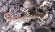 Cnemaspis sp.