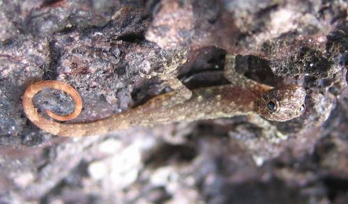 Cnemaspis sp.