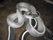 Grey Ridley's