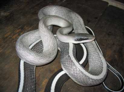 Grey Ridley's