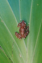 Nyctixalus pictus
