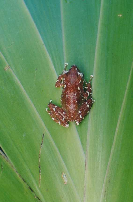 Nyctixalus pictus