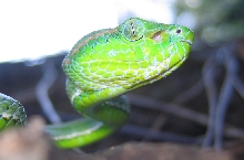 Trimeresurus (Parias) hageni