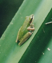 Rana chalconota
