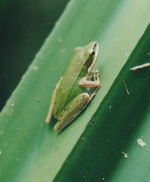 Rana chalconota