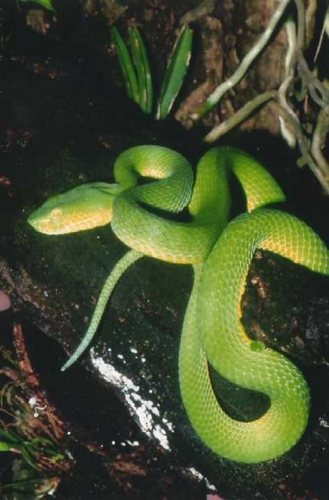 Trimeresurus vogeli