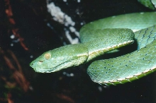 Trimeresurus vogeli