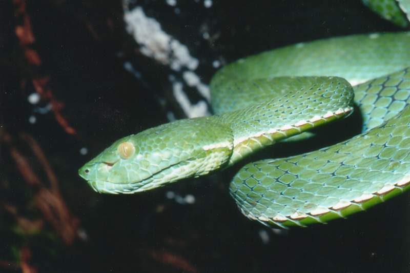 Trimeresurus vogeli