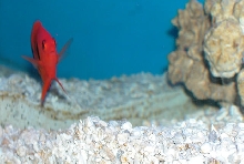 Saltwater - Austin Aquariums