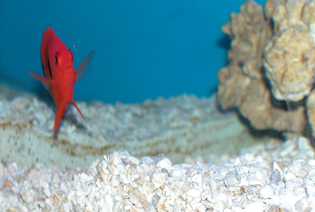Saltwater - Austin Aquariums