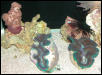 Saltwater Photos