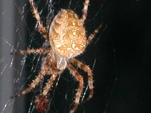 Backyard Spider