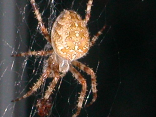 Backyard Spider
