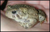 Backyard Toad