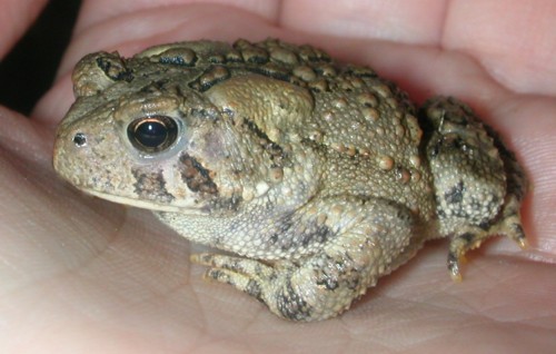 Backyard Toad