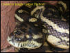 Coastal X Jungle Carpet Python