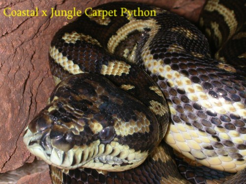 Coastal X Jungle Carpet Python