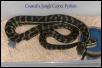 Coastal X Jungle Carpet Python