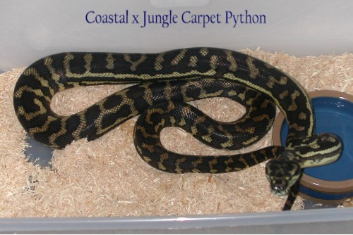 Coastal X Jungle Carpet Python