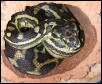Coastal X Jungle Carpet Python
