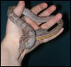 "Bindy" female Anery Motley