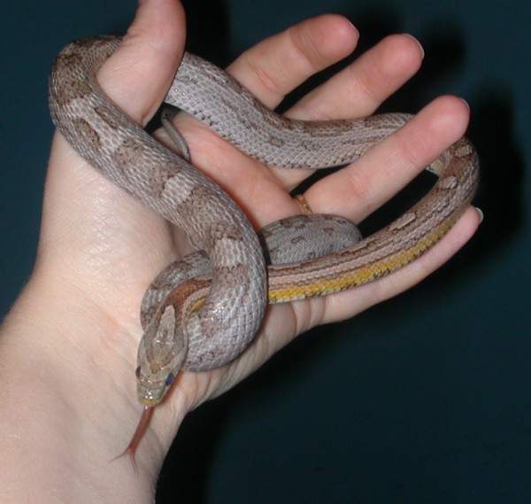 "Bindy" female Anery Motley