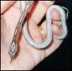 Anery Motley Corn (Bindy)