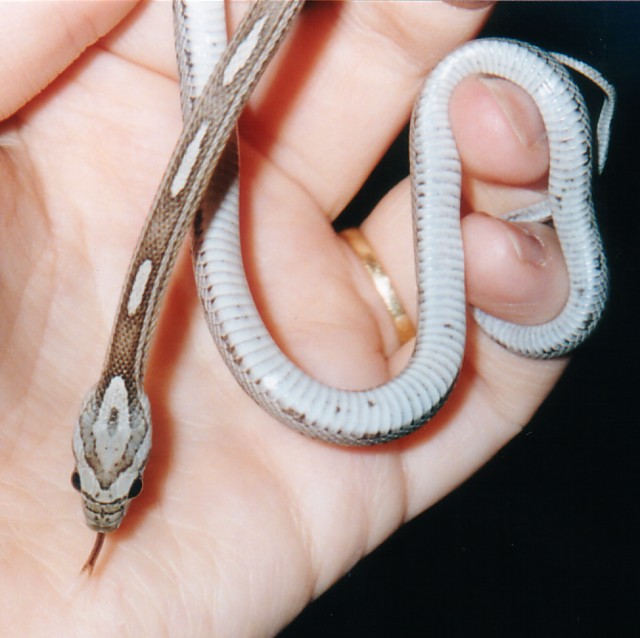 Anery Motley Corn (Bindy)