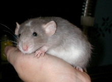 New Blue Berk Female