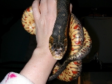 Banded Water Snake