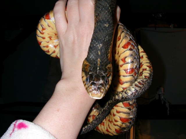 Banded Water Snake