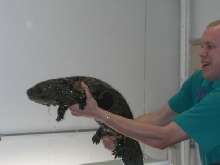 Giant Salamander